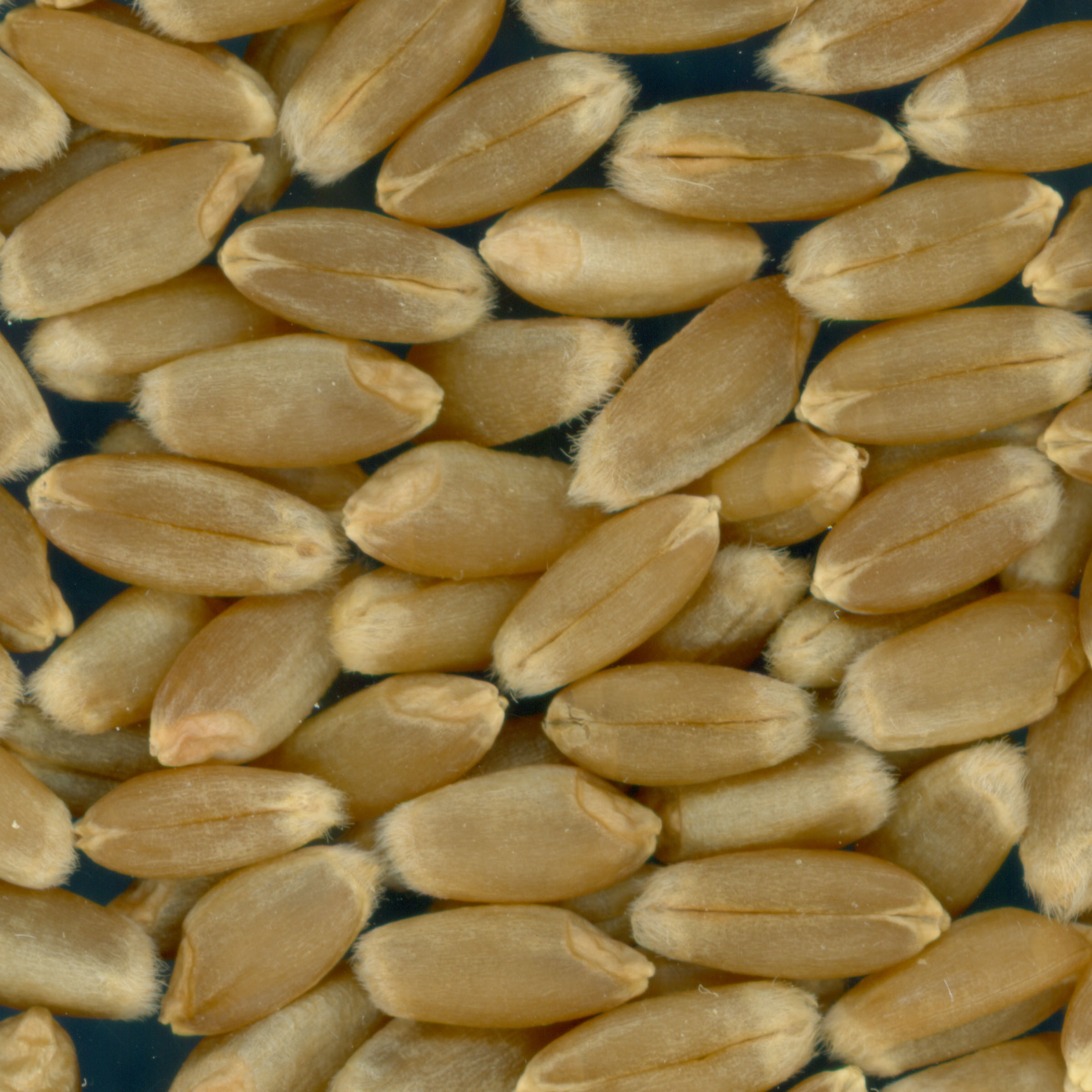 KERNELS